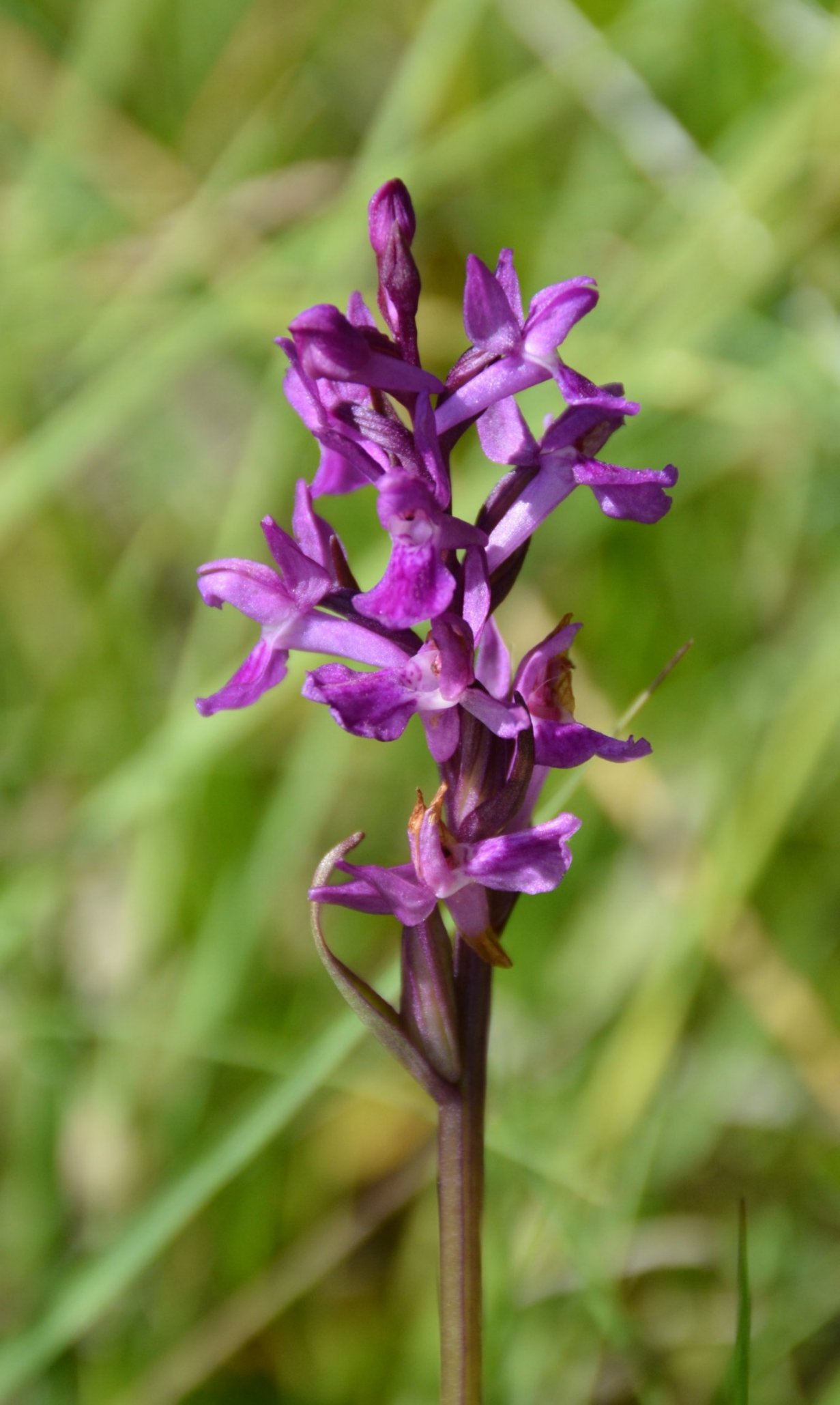 Quale Orchidea ?